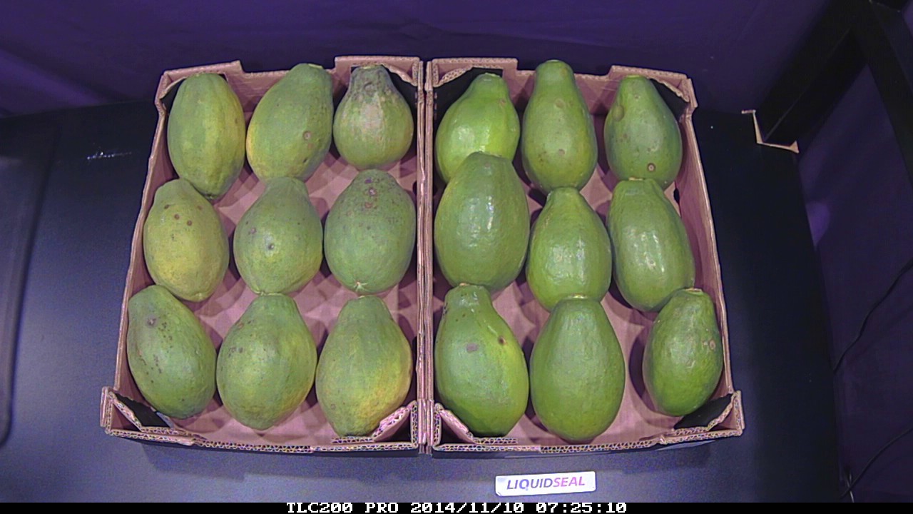 Papaya Timelapse YouTube