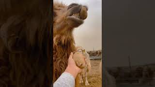 Camels eat potatoes and try camels for the first time New Farmers Plan 2024 Agriculture, Rural Affa