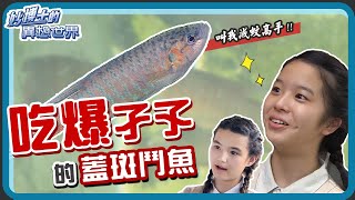 【妙博士的異想世界】20200901  吉慶國小復育原生魚  蓋斑鬥魚