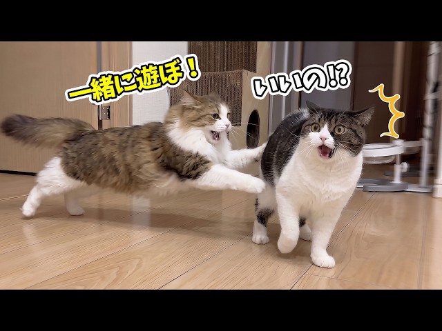 らいくんと仲良くなって嬉しさを爆発させた息子猫がこうなりました…w