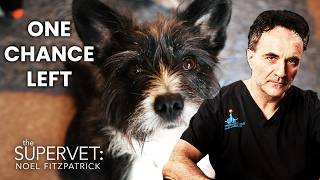Do Not Wake Rusty Up If Surgery Fails | The Supervet: Noel Fitzpatrick | S05 E02 | Full Episode
