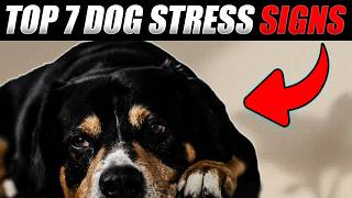 7 Warning Signs Your Dog Is Stressed and Needs Help Now