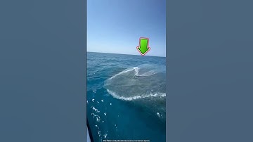 They Caught Too Many Fish To Pull It Out 😱 #shortvideo #fishing #shorts #viralvideo