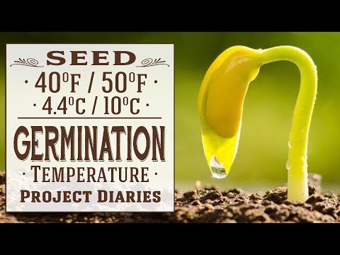 Video: Vlhké struky so semenami: Môžem stále používať semená z mokrých strukov