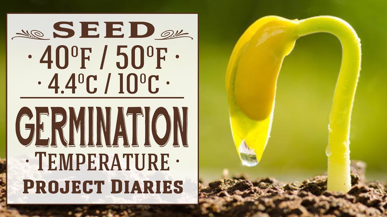 Seeds that Germinate at 40°f - 50°f Temperature (Sowing Seeds