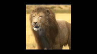 Lion 3D model | Animals Mammal 3D model | max, 3ds, obj, c4d, lwo