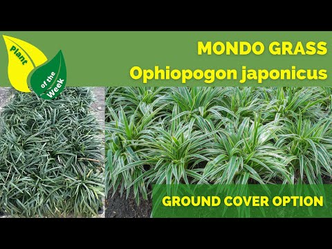 Video: Usi di Monkey Grass – Come utilizzare il groundcover di Monkey Grass per i prati