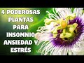 Las 4 Plantas más Efectivas contra Insomnio, Ansiedad y Estrés 🪴