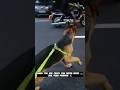 My Love for Super Bikes 🏍️🐕🦺Like PawPaw @saumyacustoms #simba #dog #shorts #puppy #gsd #reels