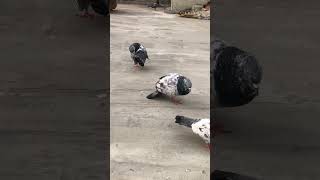 DaimShekari pet house #pigeonhouse #kabutarandekabdetehain #kabutar #pigeonsale #birds