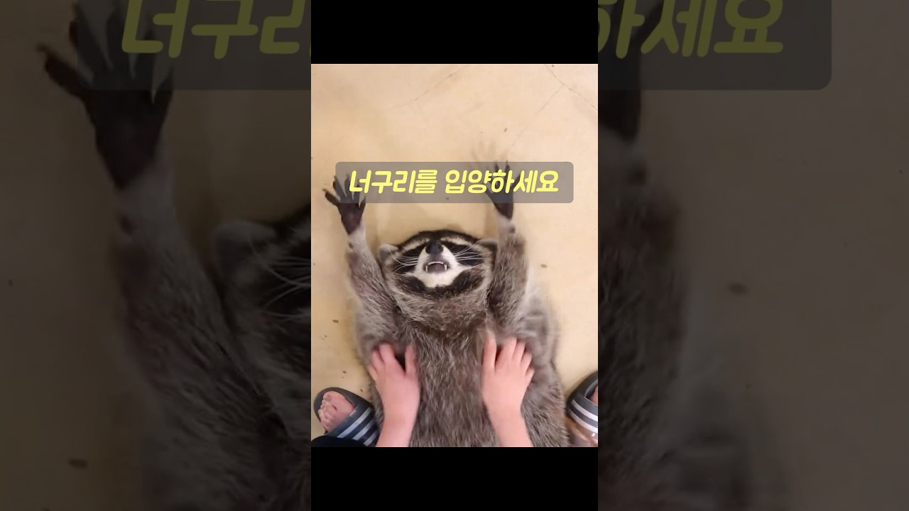 아내가 아기 너구리를 입양하자고 고집했는데, 그 결정은 우리 가족 전체의 삶을 완전히 바꿔 놓았습니다. #동물 #animals #동물키우기