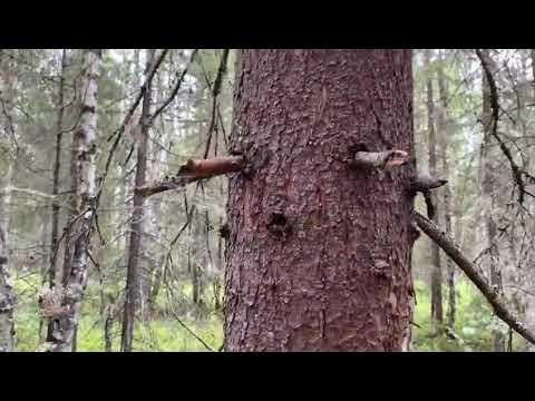 Медвежьи когти - YouTube