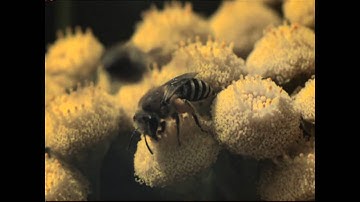 Amazing Slo Mo high speed footage of bee behaviour