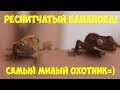 Реснитчатый геккон бананоед. Знакомство