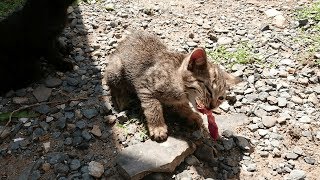 【猫島】島民からもらった魚のアラにかぶりつく猫たち【福岡県 相島】