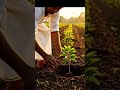 "Planting Chikoo Orchard 🌱 | Farmer at Work."