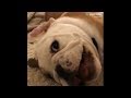 Spoiled bulldog puppy back talks his owner