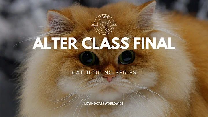 Video 3602341: shorthair british longhair cats, bengal cat british shorthair, oriental longhair cat, bengal cats catlover