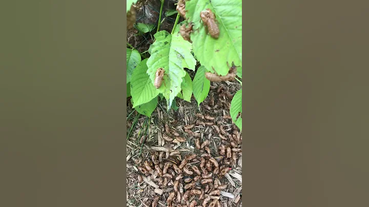 Cicadas, cicadas everywhere! #Shorts - DayDayNews