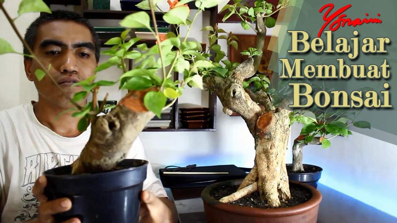 9 Rahasia Cara Membuat Bonsai Bunga Kertas Bugenvil Terampuh