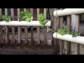 Aquaponics on the deck