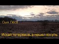 Искал тетеревов, а нашел косуль