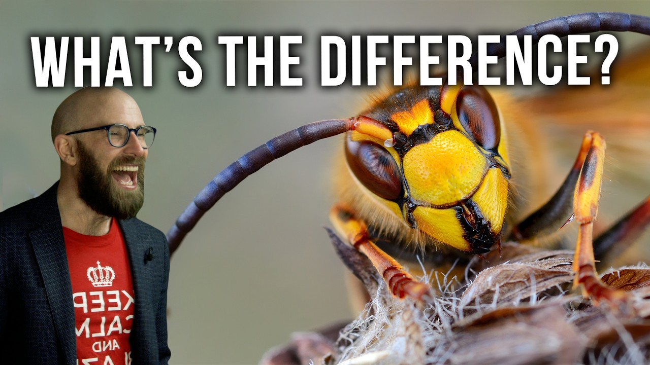The Difference Between Bees, Wasps, and Hornets
