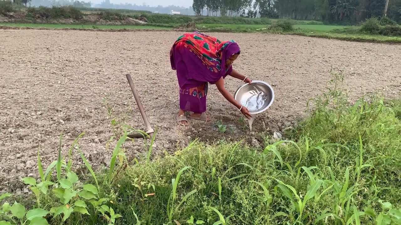ভবিষ্যতের জন্য কিছু সবজি চারা রোপন করলাম 🩷SIMPLE FARMER LIFE BD