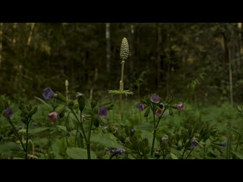 Видео: Подземен ствол с форма на луковица ли е?