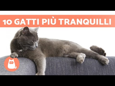 Video: Gatti ipoallergenici: quali razze feline sono meno irritanti?