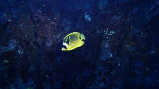 20170111 1 Anita's Reef of Similan in Thailand 시밀란 스쿠버 다이빙 (scuba diving)