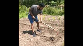 Plantation Choux et préparation  du sol