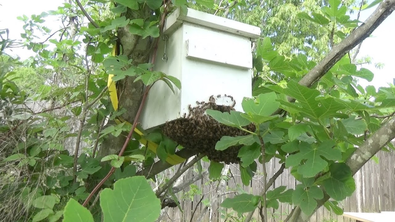 When the swarm's bigger than the trap, what do you do?