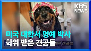 미국 대학서 명예 박사 학위 받은 치료견과 안내견들 [잇슈 SNS] / KBS  2023.06.20.