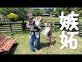 はじめてのおんぶでご満悦なお姉ちゃんとヤキモチが炸裂する弟犬が可愛すぎた😂【ボーダーコリー・オーストラリアンシェパード】