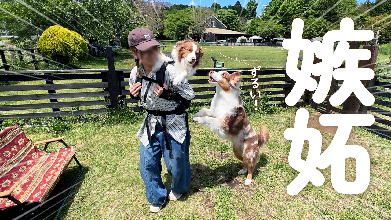 はじめてのおんぶでご満悦なお姉ちゃんとヤキモチが炸裂する弟犬が可愛すぎた😂【ボーダーコリー・オーストラリアンシェパード】