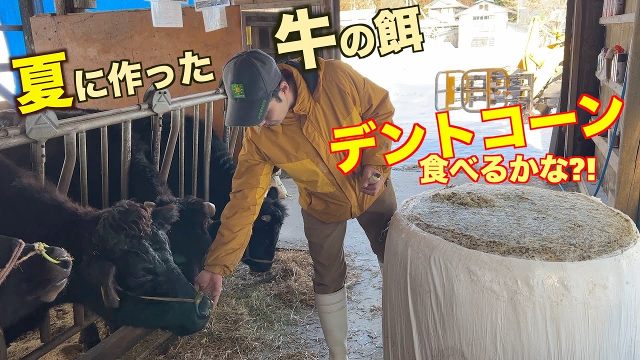 4ヶ月発酵させた牛の餌（デントコーン）開封して食べさせてみます