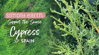 Cypress Straight From Essential Oils Spain