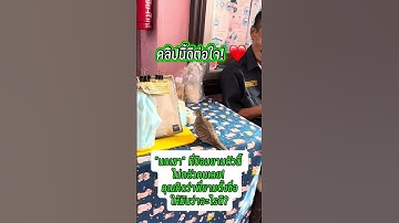 ยาม VS นกเขา โมเมนต์หาดูยาก! 😂 แบบนี้เรียกว่ามิตรภาพได้ #นกเขา #สัตว์โลกน่ารัก #รปภ