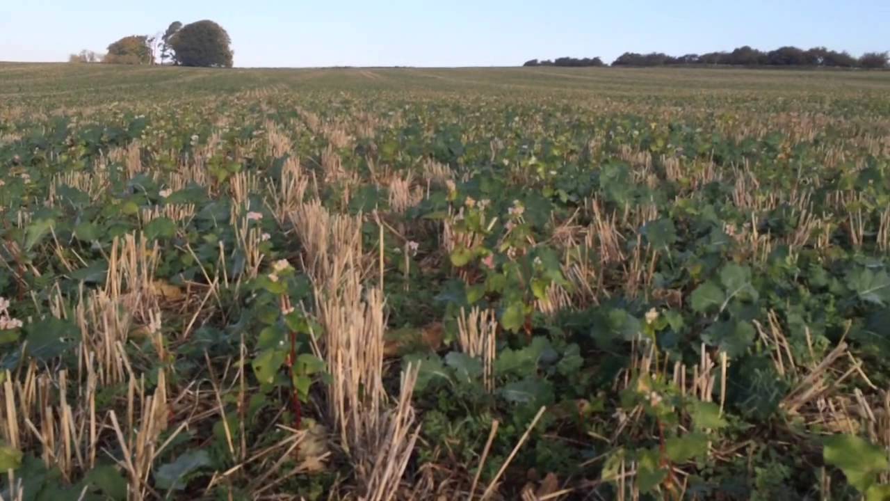 Oilseed Rape with Companion Cropping