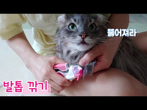 사랑이 가득한 고양이 돌보기 / Everything <strong>about</strong> <strong>cat</strong> care