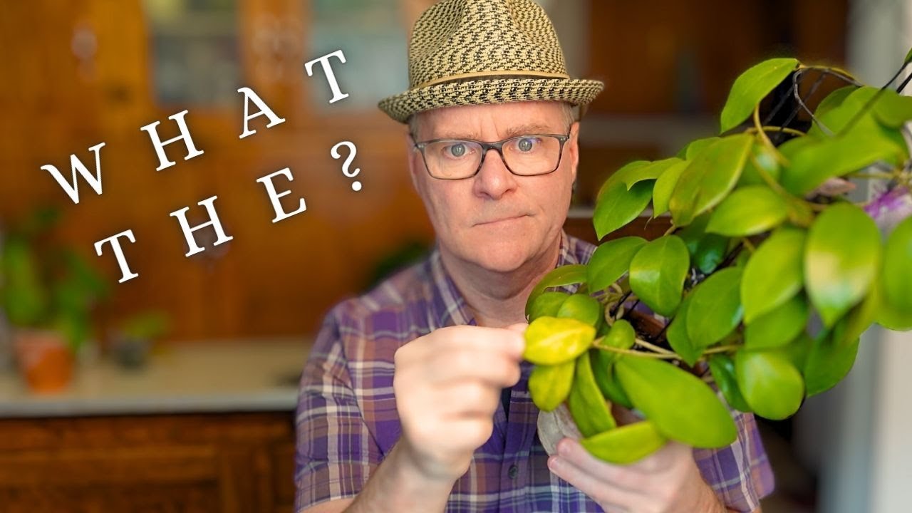 Четыре самые распространенные проблемы Хойи + бонус!!