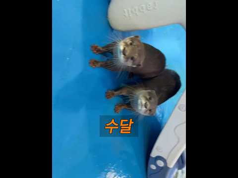 그 여성은 특이한 생김새를 가진 작은 수달을 만났다. #동물 #animals thumbnail