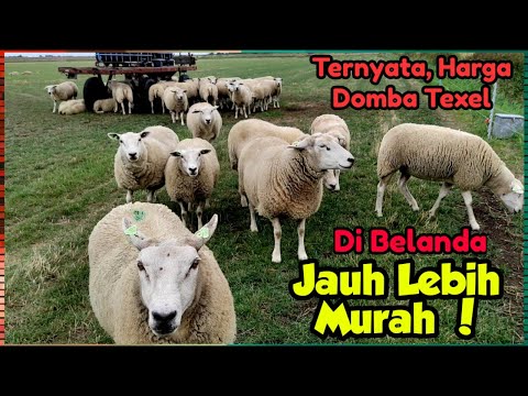 Video: Pulau Texel - Maklumat Percutian Belanda