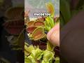 Alimentei minha planta carnívora com uma mosca?!😱 #shorts