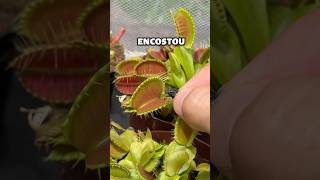 Alimentei minha planta carnívora com uma mosca?!😱 #shorts
