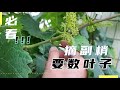 庭院葡萄摘梢技术 这样一个小操作 扭一扭 葡萄果大汁又甜 庭院葡萄摘梢技术 这样一个小操作 扭一扭 葡萄果大汁又甜