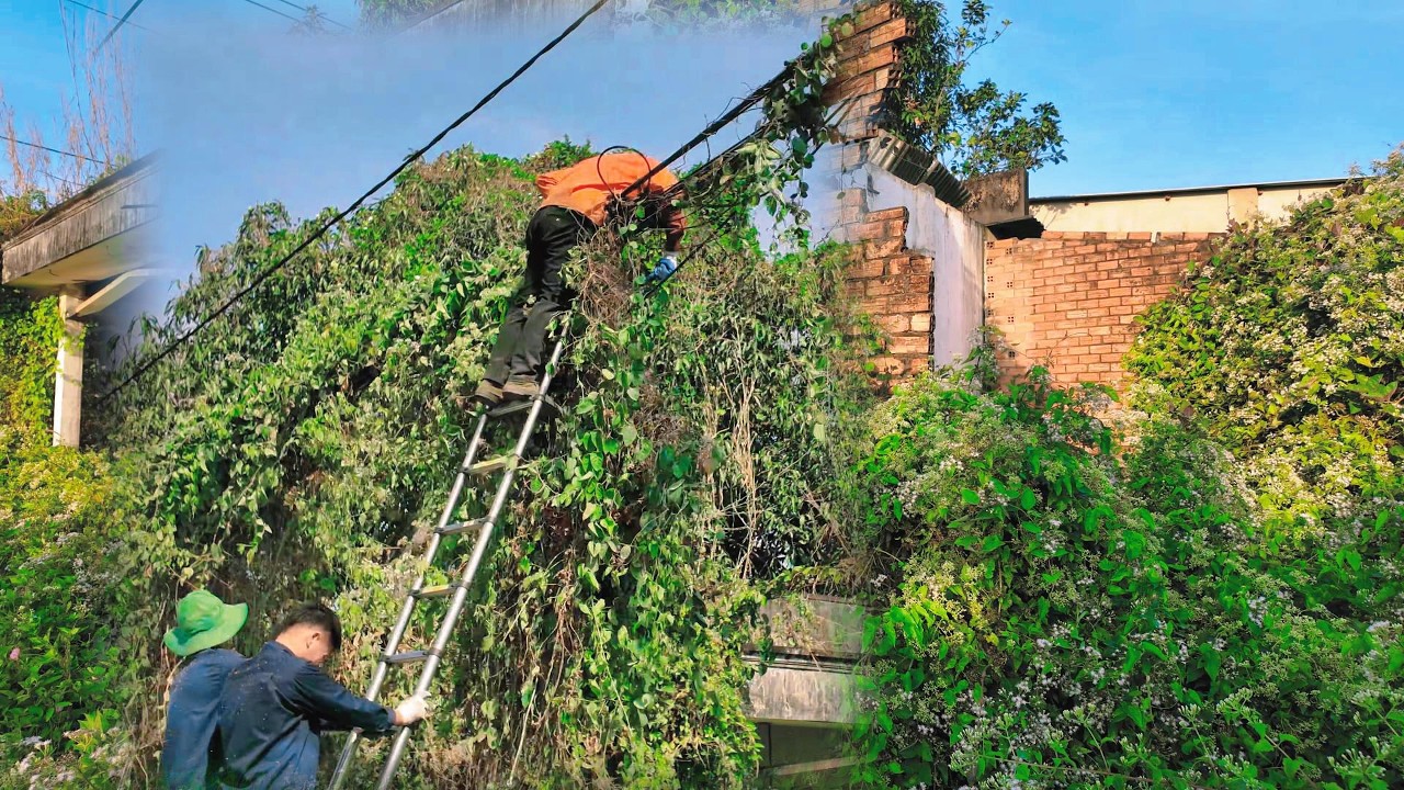Heart-Stopping Moment: Worker Climbs Ladder Through Tangled Power Lines ...
