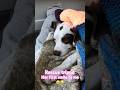 Abused puppy learns to trust❤️#puppy #puppylove #savealife #rescuedog #dogmom #dog #puppylove #cute
