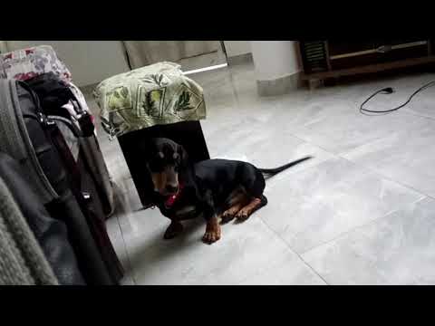 Video: Jinsi Ya Kukuza Mtoto Wa Dachshund